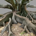 Large Tree with Thick Twisted Roots Spreading Over Ground With Fallen Leaves 3d model