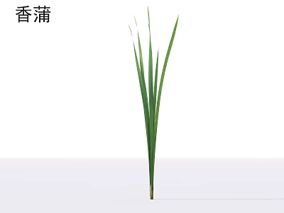 Cattail Grass With Green Long Leaves And Tall Upright Growth 3d model
