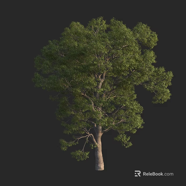 Tall Arbor With Lush Green Foliage And Sturdy Brown Trunk In Natural Scene 3d model 