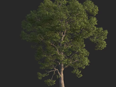 Tall Arbor With Lush Green Foliage And Sturdy Brown Trunk In Natural Scene 3d model