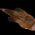 Anglerfish With Large Mouth Sharp Teeth And Spotted Body On Black Background