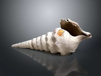 Natural Spiral Conch Shell With Grayish White Texture And Open Mouth 3d model