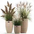 Potted Plants in Woven Baskets of Various Sizes with Ornamental Grasses for Natural Decor