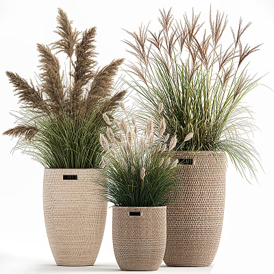 Potted Plants in Woven Baskets of Various Sizes with Ornamental Grasses for Natural Decor 3d model