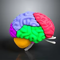 Detailed 3D Human Brain Anatomical Model With Colored Lobes And Neural Structures