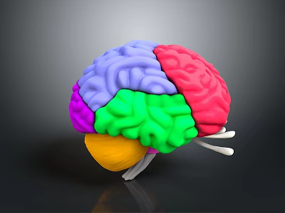 Detailed 3D Human Brain Anatomical Model With Colored Lobes And Neural Structures 3d model