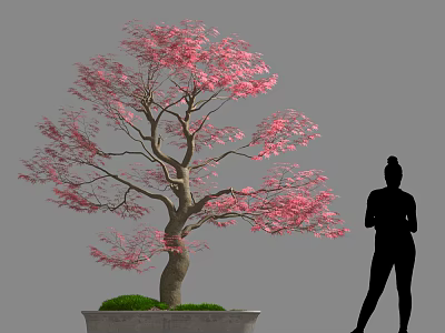 Pink Flowering Potted Tree With Silhouette Of A Person Standing Beside 3d model