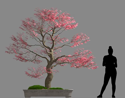 Pink Flowering Potted Tree With Silhouette Of A Person Standing Beside 3d model