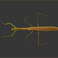 Orange yellow mantis with long legs on gray background showing clear reflection