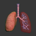 Detailed Human Lungs 3D Model Displaying Bronchial Tree And Respiratory System Structure 3d model