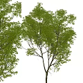 landscape tree big tree arbor 3d model