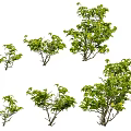 Various Green Leafy Shrubs In Different Sizes For Garden Landscaping Design 3d model