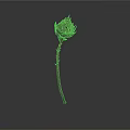 Single Isolated Dried Brown Flower With Slender Stem On White Background 3d model