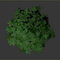 Green Potted Plant With Lush Fresh Leaves In Black Decorative Pot