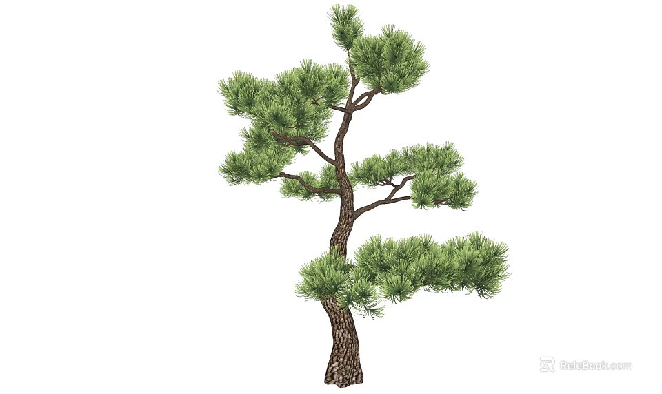 Pine Tree With Green Needles And Textured Trunk In Natural Shape 3d model 