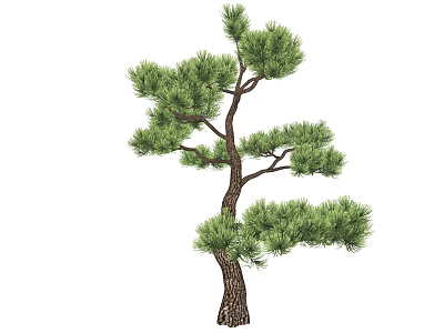 Pine Tree With Green Needles And Textured Trunk In Natural Shape 3d model