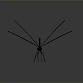 Black Dragonfly With Slender Body And Spread Wings On Gray Background With Soft Light