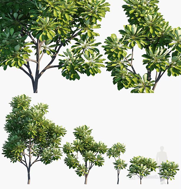 Lush Green Leafy Arbor Trees With Various Shapes And Dense Foliage 3d model 