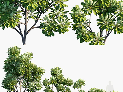 Lush Green Leafy Arbor Trees With Various Shapes And Dense Foliage 3d model