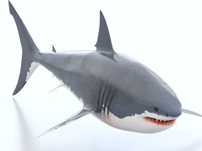 Great White Shark 3d model