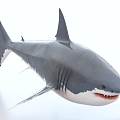 Great White Shark 3d model