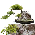 Bonsai Tree with Curved Trunk Lush Green Foliage and Natural Stone on Black Circular Base
