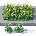 Square Stone Base Floral Display With Yellow Flowers Green Leaves And Small Plant Clusters