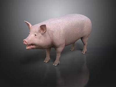 Realistic Pink Pig With Open Mouth Standing On Gray Background With Reflection 3d model