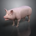 Realistic Pink Pig With Open Mouth Standing On Gray Background With Reflection