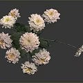 Beautiful Plant With Pink And White Flowers Green Stems Leaves On Dark Background