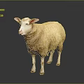 White Wool Sheep Standing With Pink Ears On Dark Reflective Surface