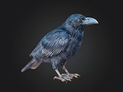 Black Crow Standing in Full Body View on Dark Background with Detailed Feathers 3d model