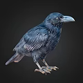 Black Crow Standing in Full Body View on Dark Background with Detailed Feathers