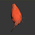 Red bird with long beak standing on smooth black surface against gray gradient background