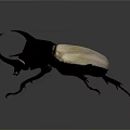 Black and White Horned Beetle With Large Curved Horns On Gray Background