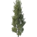 Green Tree Adjacent To Stylish Storage Locker In Outdoor Setting