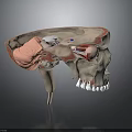 Human Skull Anatomical Structure 3D Model Showing Internal Organs and Hair