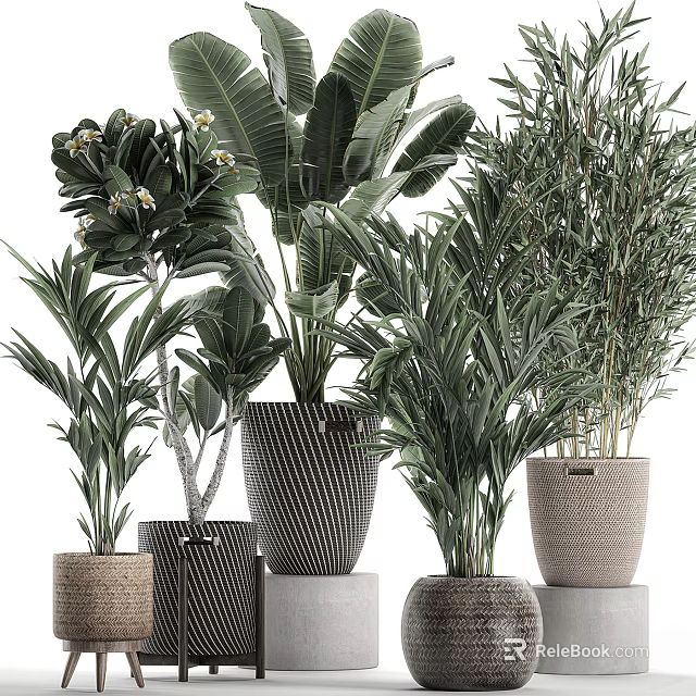 Various Indoor Potted Plants With Palm Bamboo And Large Leaf Greenery In Woven Striped Pots 3d model 