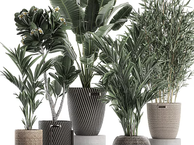 Various Indoor Potted Plants With Palm Bamboo And Large Leaf Greenery In Woven Striped Pots 3d model