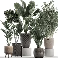 Various Indoor Potted Plants With Palm Bamboo And Large Leaf Greenery In Woven Striped Pots