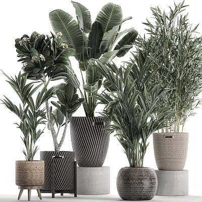 Various Indoor Potted Plants With Palm Bamboo And Large Leaf Greenery In Woven Striped Pots 3d model