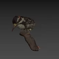 Realistic Woodpecker Taxidermy Specimen Perched On Natural Branch