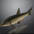 Detailed View of Light Brown Fish with Fins and Tail on Dark Reflective Background