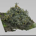 Dense Green Clustered Plants With Small Yellow Flowers On Textured Mossy Ground