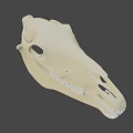 Detailed Animal Skull Anatomical Structure With Visible Teeth On Green Background