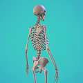 Human Skeleton Model Showing Detailed Limbs Structure on Turquoise Background for Education 3d model