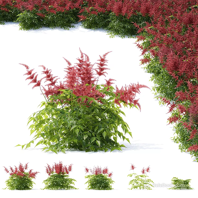 Vibrant Red Leafy Shrubs With Green Foliage In Winter Garden Setting 3d model 