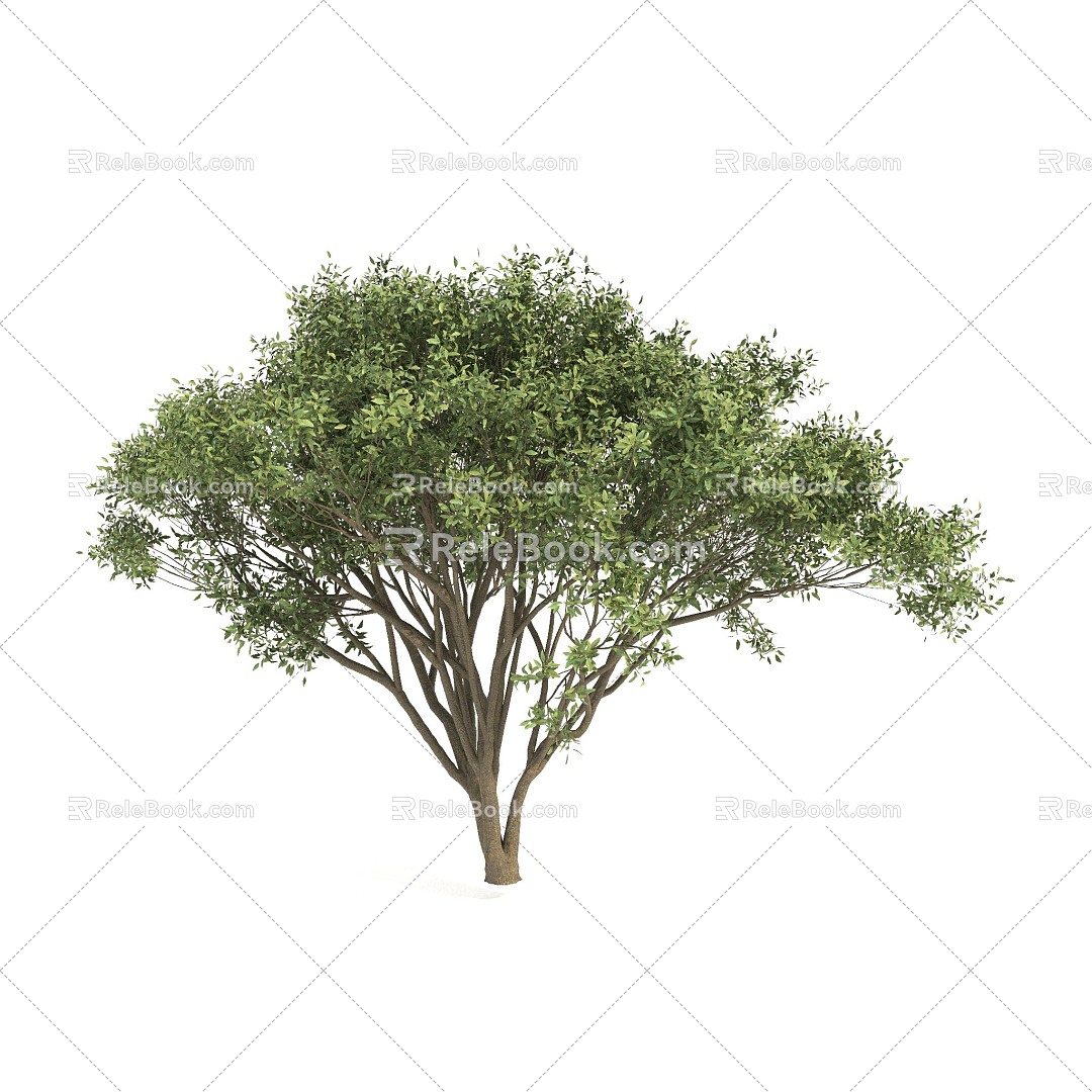 plant shrub green plant 3d model