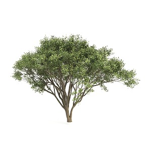 plant shrub green plant 3d model