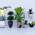 Varied Bonsai Potted Plants For Indoor Decor With Colorful Ceramic Pots And Lush Foliage